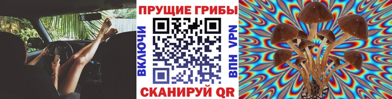Псилоцибиновые грибы мицелий Купить Энем